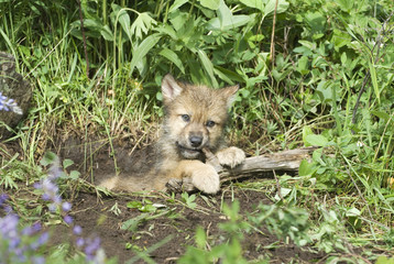 Wolf cub