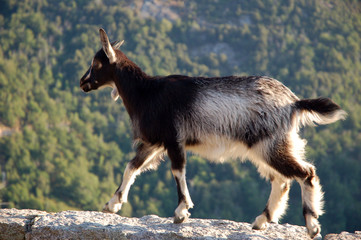 Chevreau Corse