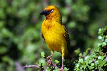 Cape Weaver (Ploceus capensis)