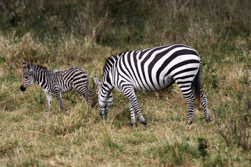 Fototapeta na wymiar Grevy s zebra (Equus grevyi)