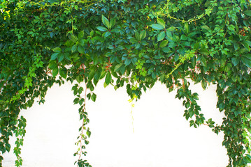 ivy leaf background