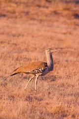 Kori Bustard (Ardeotis kori)