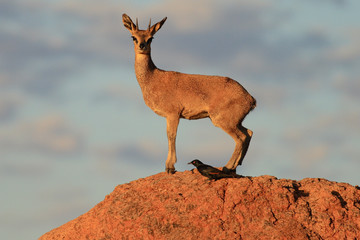 Klipspringer (Oreotragus oreotragus)