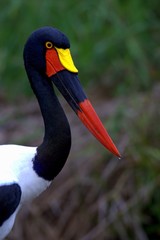 Saddle-billed Stork (Ephippiorhynchus senegalensis)