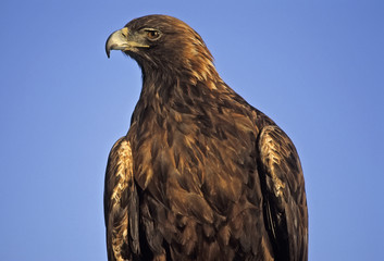 Golden eagle against blue sky