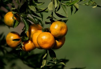 Mandarinenbaum