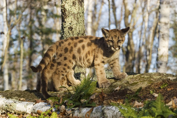 Cougar young. Feet size show future size.