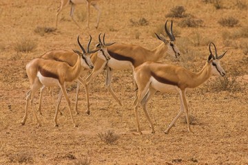 Springbok Ram and Ewes (Antidorcas marsupialis,)