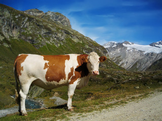 Fototapeta na wymiar Alpencow in Austria Alps