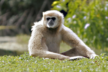 WHITE MONKEY