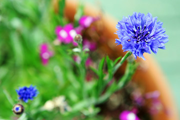 Blue flower growing in a garden.