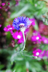 Blue flower growing in a garden.