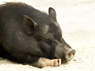 Vietnam pig sleeping in mud,Yalta Zoo, Crimea
