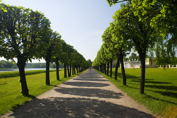 accurate summer alley with shadows of trees