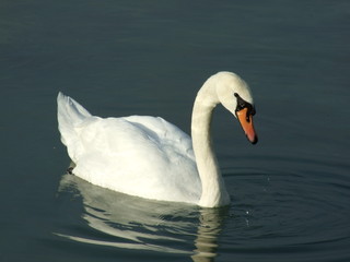 Cygne Marly 01