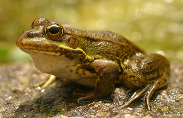 frog
