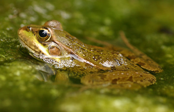Frog