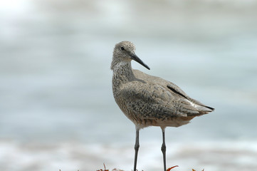 This willet bird is looking over it's shoulder 