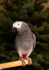 Congo African Grey Parrot