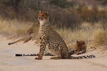 Cheetah (Acinonyx  jubatus) in Kalahari Desert