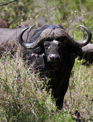 Cape Buffalo (Syncerus caffer)