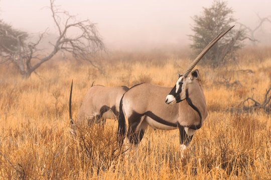 Fototapeta Gemsbok (Oryx gazella) in the mist