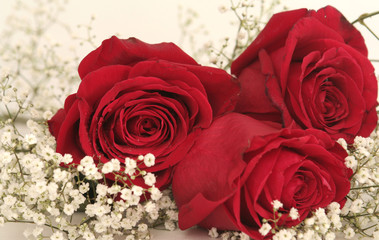 Three beautiful red roses and many small white colors