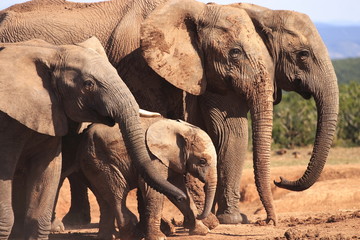 African Elephant Family (Loxodonta africana) at Waterhole