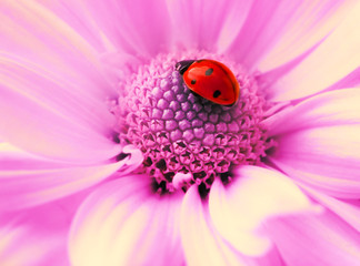 Small ladybug sleeping on flower's petals