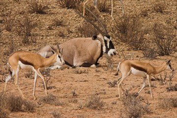 Gemsbok (Oryx gazella,) and Springbok (Antidorcas marsupialis,)