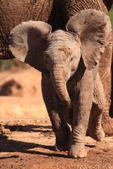 Obraz premium Baby African Elephant (Loxodonto Africana)