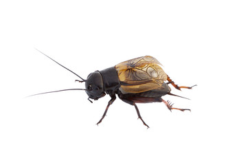 Close-up photo of a cricket isolated on white background