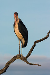 Marabou Stork (Leptoptilos crumeniferus)