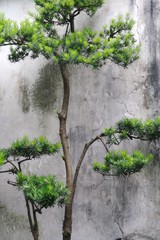 Chine - arbre 2
