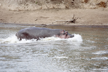 happy Hippopotamus 