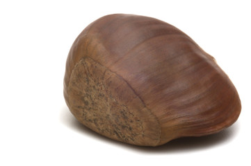 one chestnut on white background