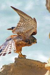 Rock Kestrel (Falco rupicolus)