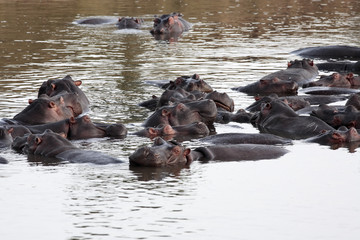 Fototapeta premium happy Hippopotamus 