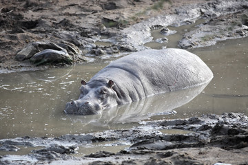 happy Hippopotamus 