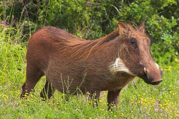 Warthog (Phacochoerus africanus) in flowers