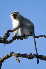 Vervet Monkey (Cercopithecus aethiops) aka Green Monkey