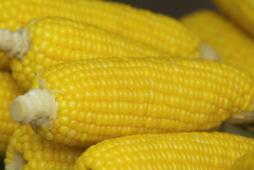 Pile of corn on the cob
