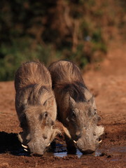 Two Young Warthogs (Phacochoerus africanus)
