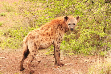 Side on full portrait of a Hyena (Crocuta  crocuta)