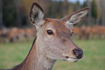 Closeup of a deer and a blurry background of other deers