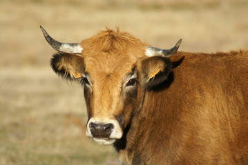 Vache