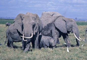 Elephant cows and calf. Amboseli National Park, Kenya