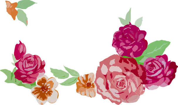 red rose flowers illustration