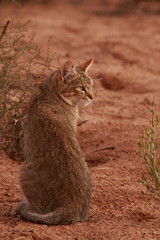 African Wildcat (Felis lybica)