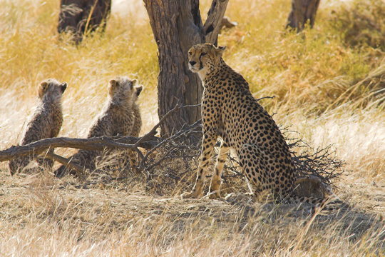 Cheetahs (Acinonyx  jubatus, ) in Kalahari Desert